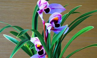 建兰紫月荷的养殖方法 建兰紫月荷好养吗