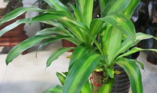 巴西铁的繁殖方法（巴西铁的繁殖方法是什么）