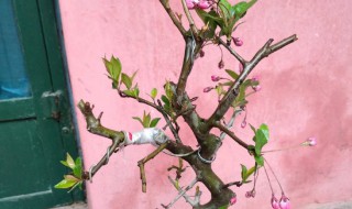 垂丝海棠的养殖方法和注意事项 垂丝海棠的养殖方法和注意事项图片