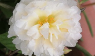 重瓣太阳花的养殖方法和注意事项（重瓣太阳花的养殖方法和注意事项有哪些）