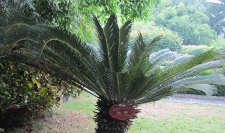 巴西红铁树的养殖方法和注意事项 巴西铁树怎么养殖方法