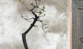 金弹子夏天怎么浇水方法 金弹子夏季浇水方法