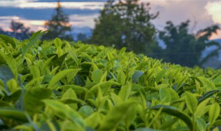 大叶茶属于什么茶图片 大叶茶属于什么茶