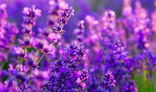 争妍斗艳的意思和忍俊不禁的意思 争妍斗艳的理解