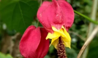 红萼茼麻花的养殖方法 红萼苘麻花