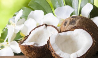 夏威夷椰子的繁殖方法（夏威夷椰子的繁殖方法图解）