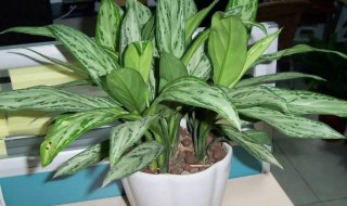 银皇后的繁殖方法 银皇后如何繁殖