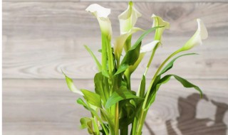 马蹄莲的繁殖方法 马蹄莲的繁殖方法有哪些