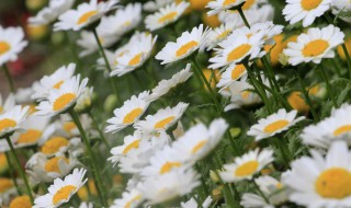 白晶菊的繁殖方法 白晶菊的繁殖方法和注意事项