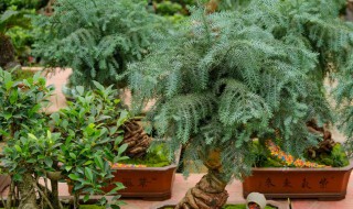 澳洲杉主干短截后管理方法（澳洲杉怎么修剪和养护）