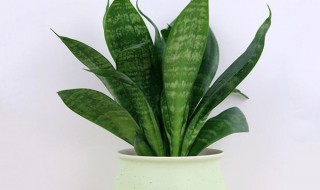 小型虎皮兰的种植方法（小型虎皮兰的种植方法图片）