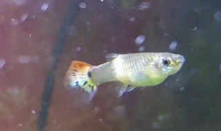 治疗孔雀鱼针尾病的特效方法 治疗孔雀鱼针尾病的特效方法是