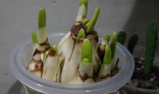 水仙矮壮素的使用方法（水仙矮壮素怎么用）