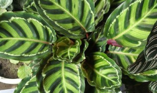 孔雀竹芋的繁殖方法 孔雀竹芋的繁殖方法介绍