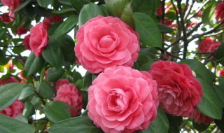 茶花移栽时间和方法 茶花的移栽方法和注意事项