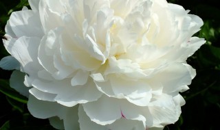 芍药花养殖和繁殖方法 如何养殖芍药花