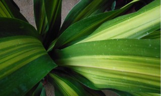 金边巴西铁的繁殖方法 金边巴西铁开花吗