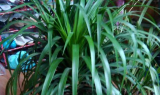 龙须树叶子扦插方法 龙须树的叶子能扦插吗