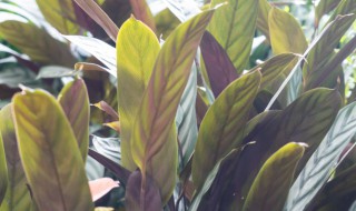 飞羽竹芋的繁殖方法（飞羽竹芋的繁殖方法和注意事项）