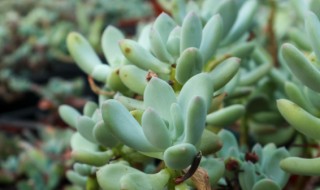 冬天多肉叶片扦插方法 冬天多肉叶片扦插方法视频