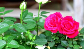 三月份月季花养殖方法（新种月季花的养殖方法）