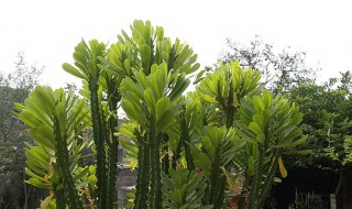 霸王鞭的养殖方法及造型（霸王鞭的养殖方法及造型图片）