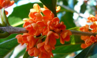 丹桂扦插繁殖时间和方法 丹桂插扦多少天生根