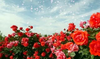 裸根月季种植方法 裸根月季种植方法图解