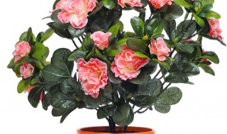 日本长寿冠海棠的养护方法 日本海棠长寿冠怎么养