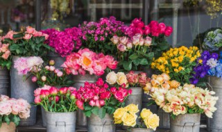 大叶海棠花的扦插方法（大叶海棠花的扦插方法水插）