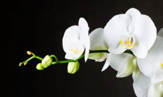 花生壳种兰花的方法是什么 花生壳植料怎样种兰花