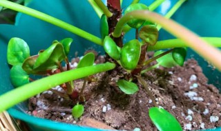 镜面草的繁殖方法(镜面草的繁殖方法有几种)