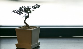 福建茶盆景的养殖方法和注意事项（福建茶盆景的养护技巧）