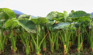 种芋头的方法 种芋头的方法有哪些