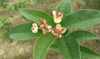 桂花树不开花的解决方法 桂花树不开花怎么办