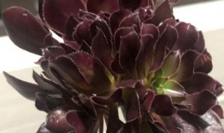 法师突然掉叶子特别厉害怎么办（法师出现大把掉叶怎么办）