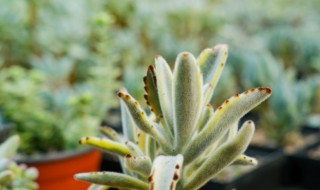 月兔耳的繁殖方法 月兔耳的养殖方法和注意事项花百科的小溪