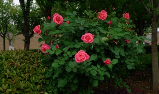 月季裸根种植方法（月季裸根种植方法图解）