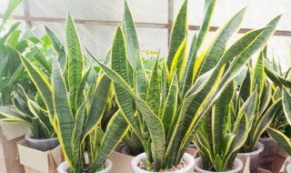 虎皮兰扦插时间和方法（虎皮兰的扦插方法几月份易活）