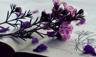 徽商是指哪里的商人 徽商即徽州商人