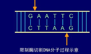 黏性末端是指哪一部分 黏性末端是什么