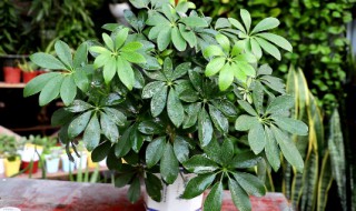 鸭掌木的繁殖方法（鸭掌木的繁殖方法及季节）