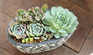 多肉一年能长几厘米（多肉1年能长多大）