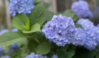 巴西绣球花的养殖方法 巴西绣球花适合在家里养吗