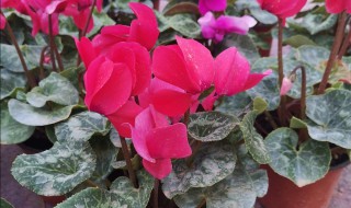 萝卜海棠的养殖方法（萝卜海棠的养殖方法和技术）