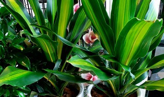 金心巴西铁的繁殖方法 巴西金心铁怎么种植