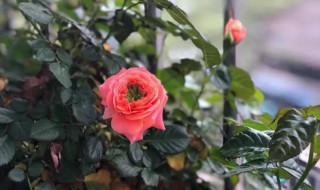 藤本月季花后修剪方法（藤本月季花修剪方法图解）