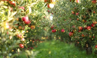 苹果站在枝头笑仿写句子 苹果站在枝头笑仿写句子怎么写