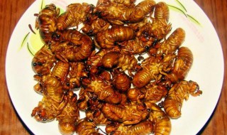 知了猴哪些部位不能吃（知了猴那个部位不能吃）