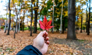 一句话形容秋天 一句话形容秋天的落叶